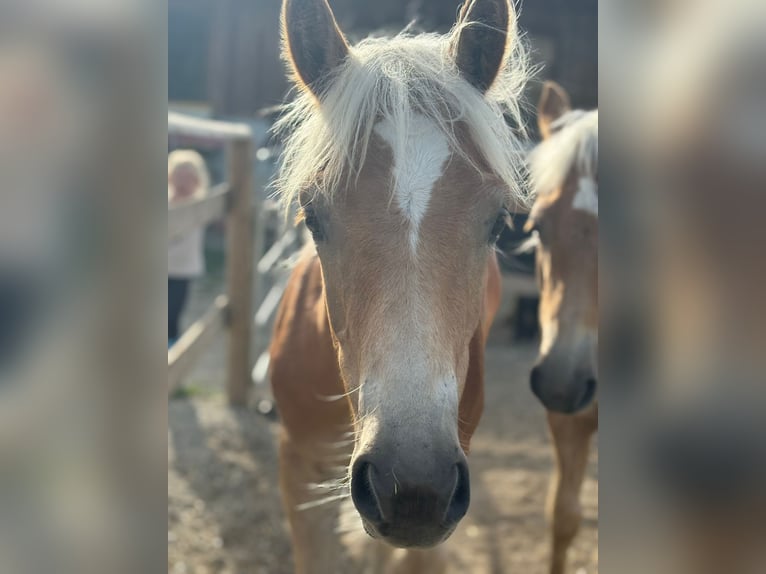 Noriker Stallion 1 year 14.2 hh Pinto in Gummern