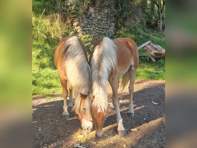 Noriker Stallion 1 year 14.2 hh Pinto in Gummern
