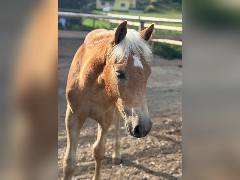 Noriker Stallion 1 year 14.2 hh Pinto in Gummern