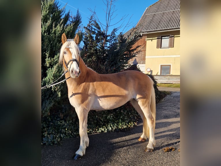 Noriker Stallion 1 year 14.2 hh Pinto in Gummern