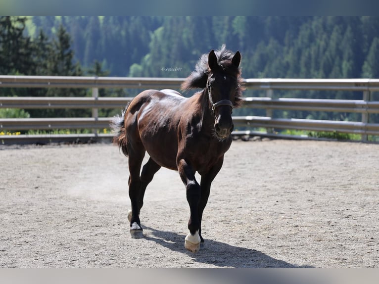 Noriker Stallion 1 year 15.1 hh Black in St.Johann im Pongau