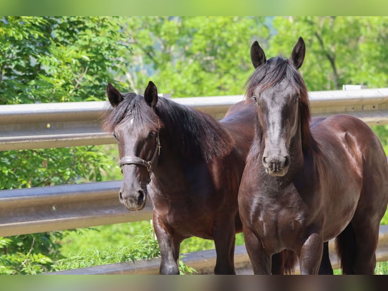 Noriker Stallion 1 year 15.1 hh Black in St.Johann im Pongau