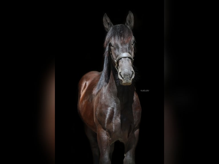 Noriker Stallion 1 year 15.1 hh Black in St.Johann im Pongau