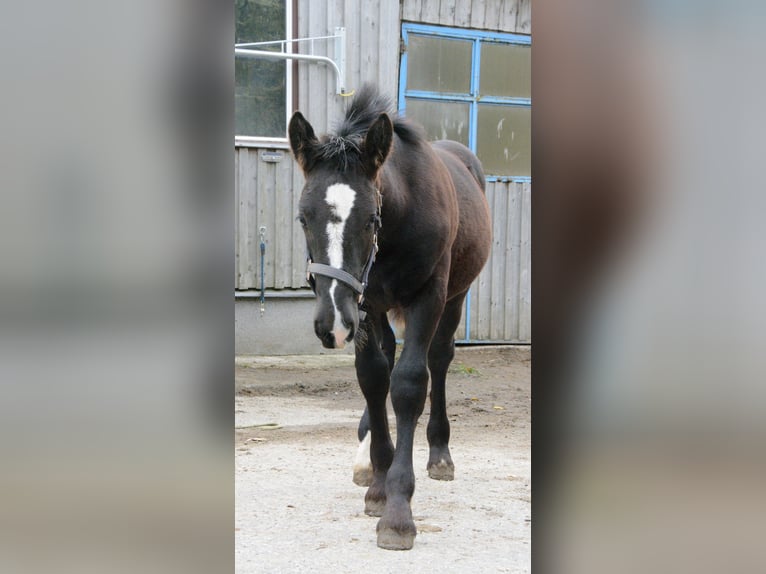 Noriker Stallion 1 year 15.3 hh Black in Schwarzenberg
