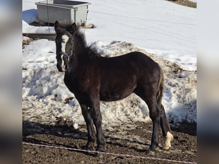 Noriker Stallion 1 year 15.3 hh Black in Schwarzenberg