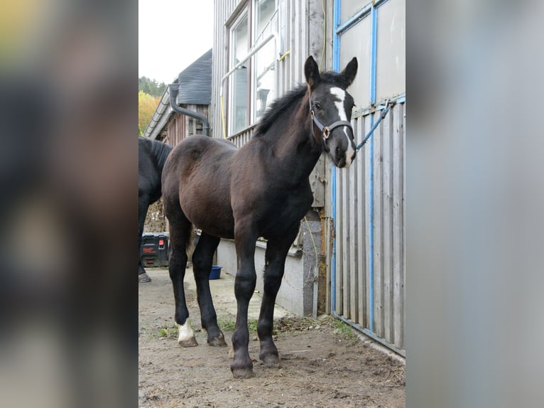 Noriker Stallion 1 year 15.3 hh Black in Schwarzenberg