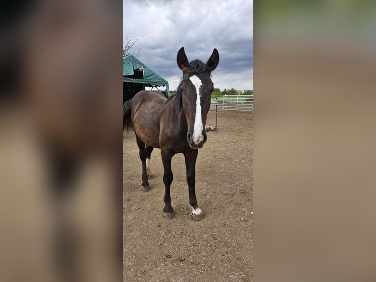 Noriker Stallion 1 year 15 hh Brown in Weihenzell