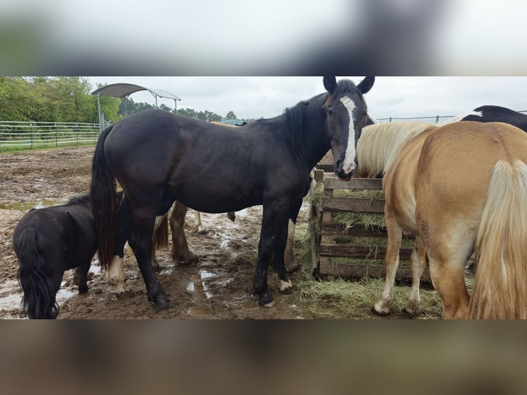 Noriker Stallion 1 year 15 hh Brown in Weihenzell