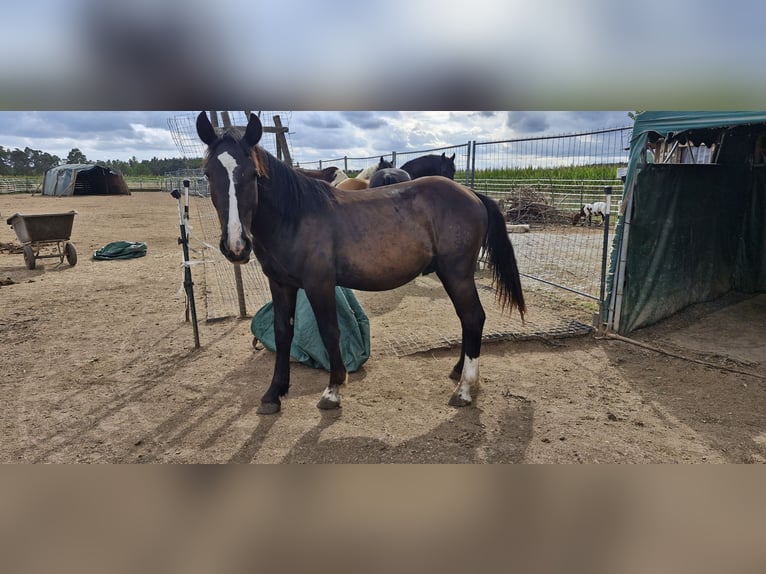 Noriker Stallion 1 year 15 hh Brown in Weihenzell