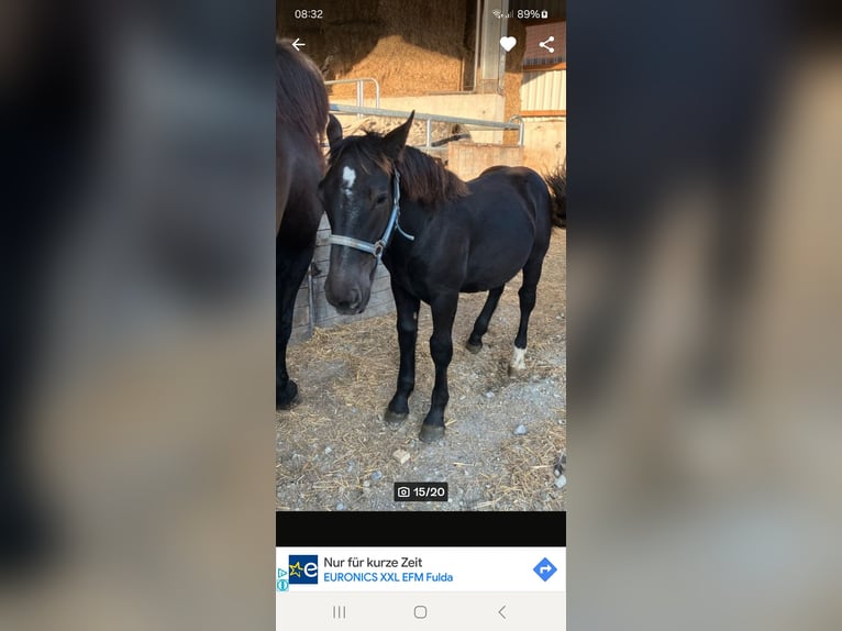 Noriker Stallion 1 year 15,2 hh Black in Schl&#xFC;chtern