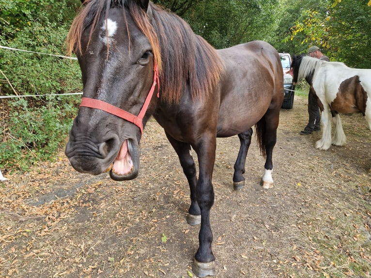Noriker Stallion 1 year 15,2 hh Black in Schl&#xFC;chtern