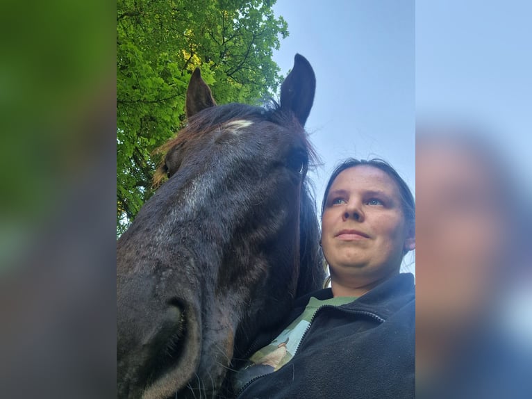 Noriker Stallion 1 year 15,2 hh Black in Schl&#xFC;chtern