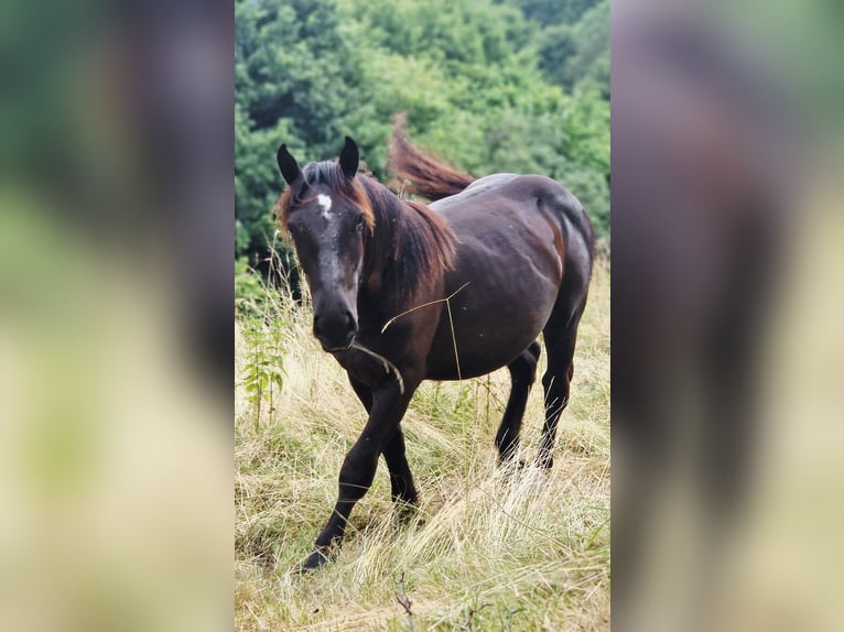 Noriker Stallion 1 year 15,2 hh Black in Schl&#xFC;chtern
