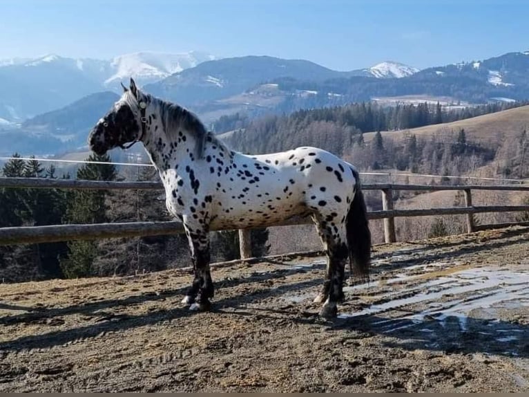 Noriker Stallion 1 year 15,2 hh Black in Schl&#xFC;chtern