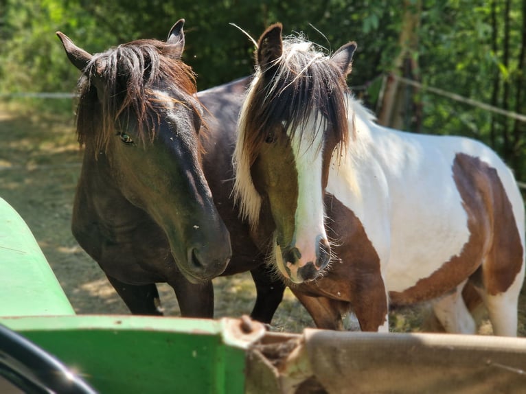 Noriker Stallion 1 year 15,2 hh Black in Schl&#xFC;chtern