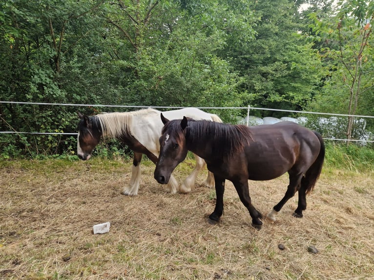 Noriker Stallion 1 year 15,2 hh Black in Schl&#xFC;chtern