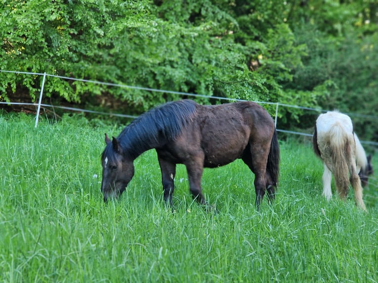 Noriker Stallion 1 year 15,2 hh Black in Schl&#xFC;chtern