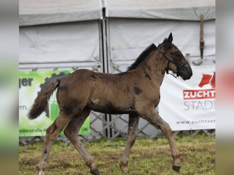 Noriker Stallion 1 year 15,3 hh Black in Schwarzenberg