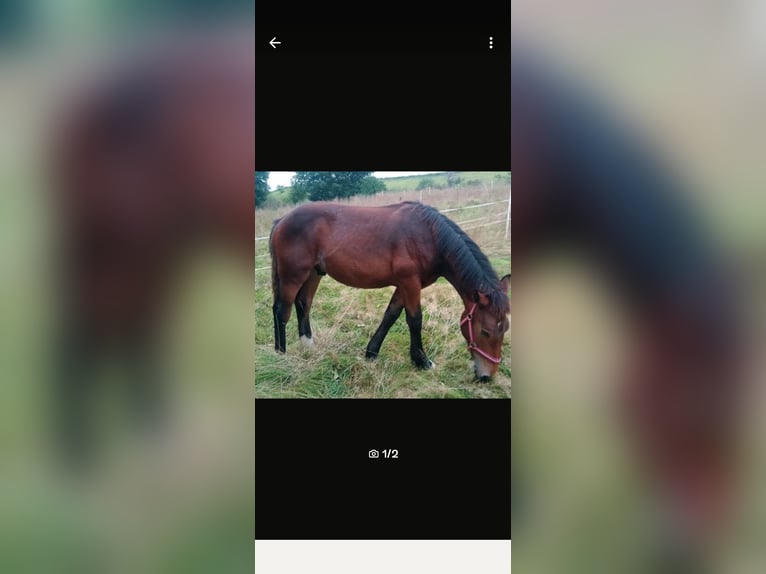 Noriker Stallion 1 year 15,3 hh Brown in Bad Gandersheim