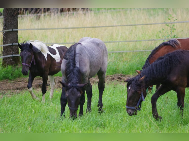 Noriker Stallion 1 year 16,1 hh in Küßnach