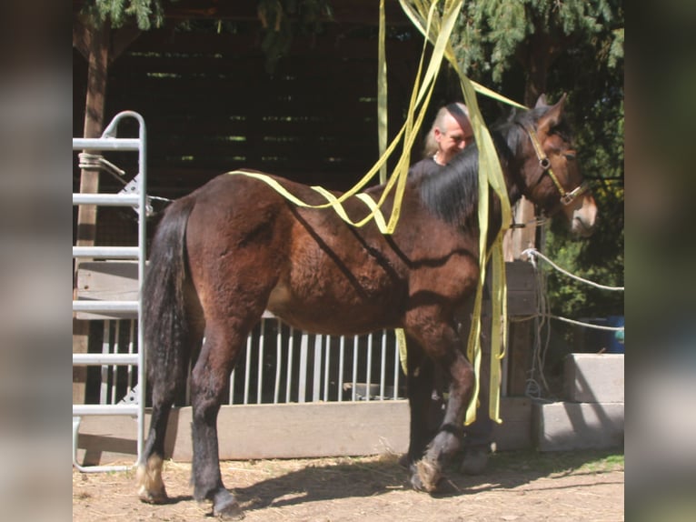 Noriker Mix Stallion 1 year 16 hh Black in Gemmerich