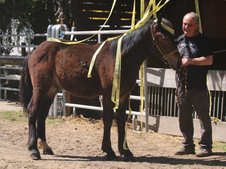 Noriker Mix Stallion 1 year 16 hh Black in Gemmerich