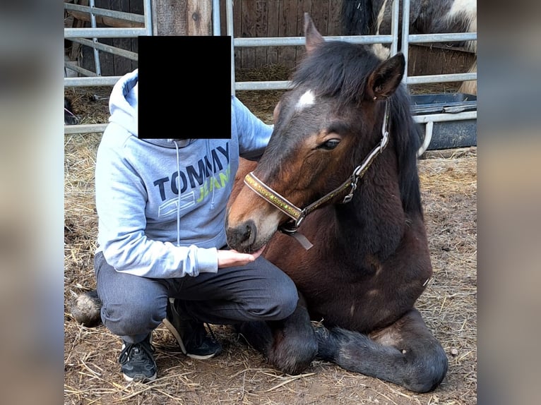 Noriker Mix Stallion 1 year 16 hh Black in Gemmerich