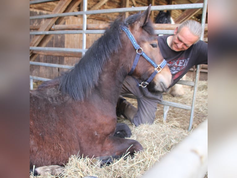Noriker Mix Stallion 1 year 16 hh Black in Gemmerich