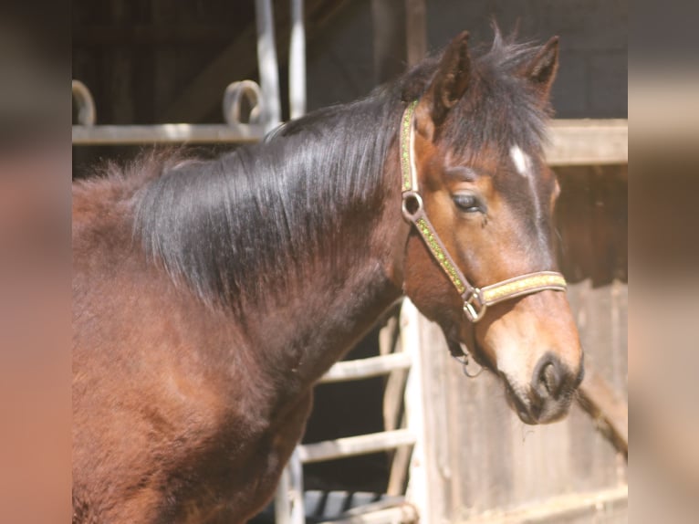 Noriker Mix Stallion 1 year 16 hh Black in Gemmerich