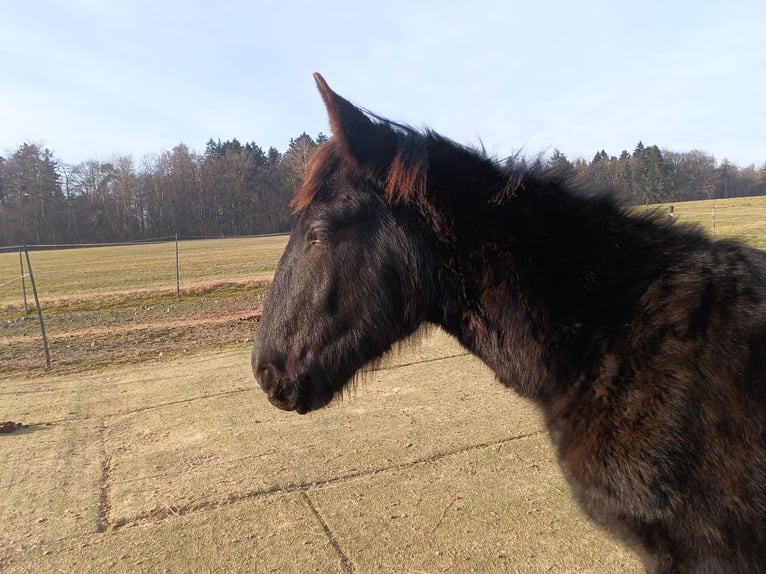 Noriker Stallion 1 year 16 hh Black in Michelstadt