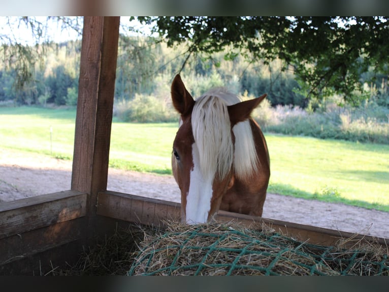 Noriker Stallion 1 year 16 hh Chestnut-Red in Günzburg