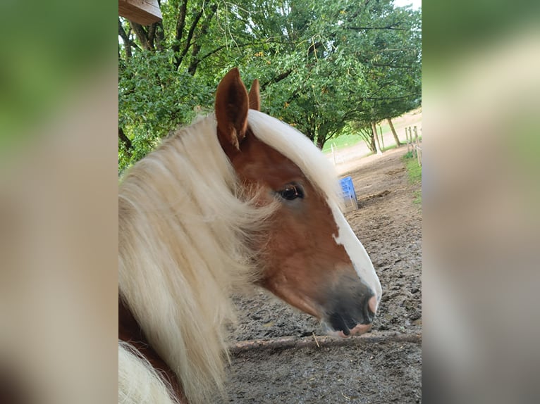 Noriker Stallion 1 year 16 hh Chestnut-Red in Günzburg