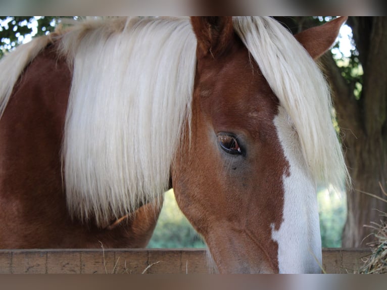 Noriker Stallion 1 year 16 hh Chestnut-Red in Günzburg