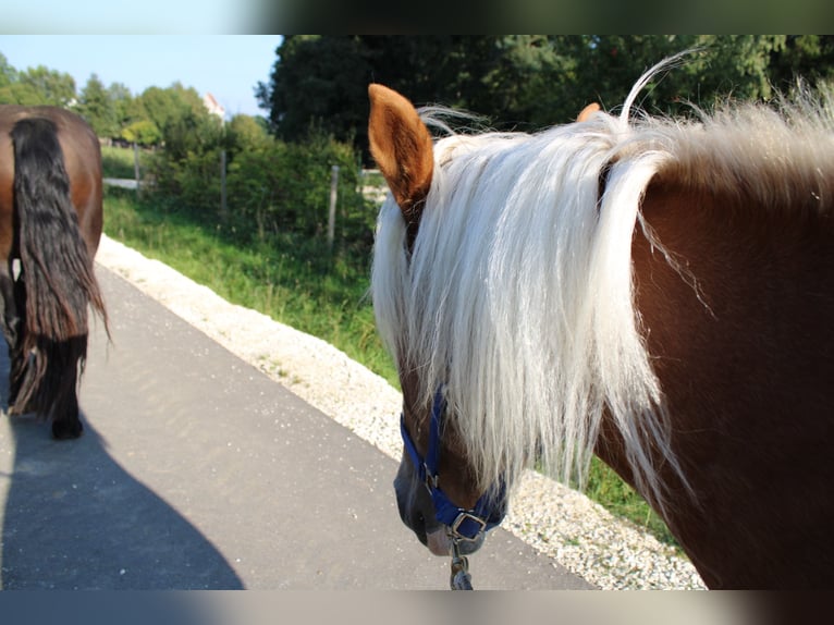 Noriker Stallion 1 year 16 hh Chestnut-Red in Günzburg