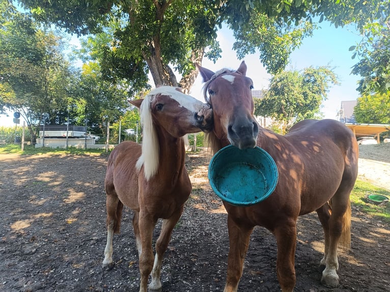 Noriker Stallion 1 year 16 hh Chestnut-Red in Günzburg