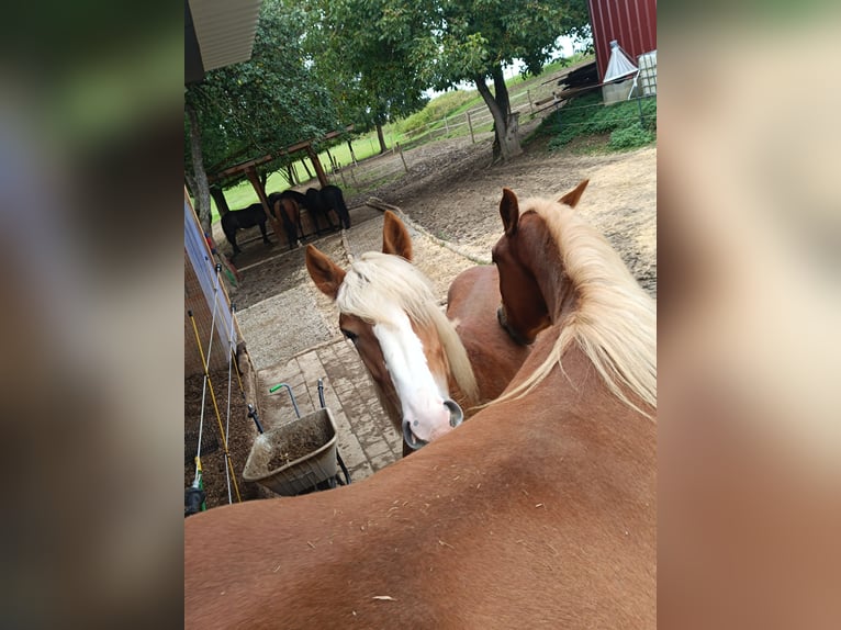 Noriker Stallion 1 year 16 hh Chestnut-Red in Günzburg