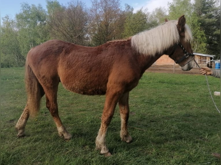 Noriker Stallion 1 year 16 hh Chestnut-Red in Saalfeld