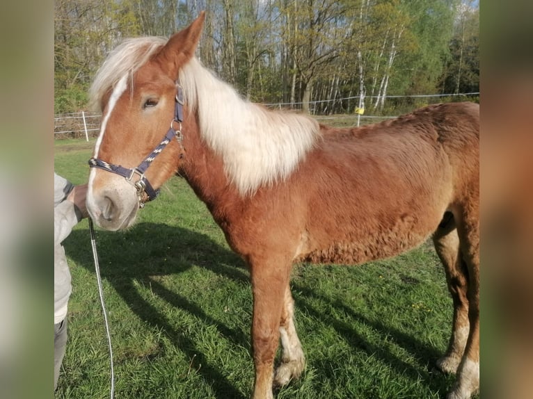 Noriker Stallion 1 year 16 hh Chestnut-Red in Saalfeld
