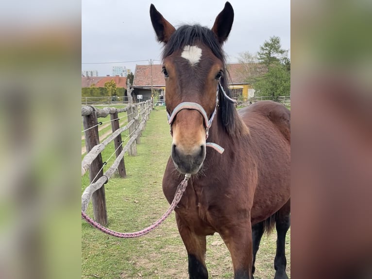 Noriker Stallion 1 year 16,1 hh Brown in Wien, Favoriten