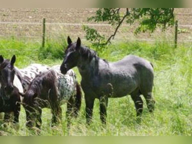 Noriker Stallion 1 year 17 hh in Küßnach