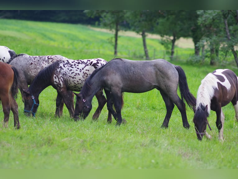 Noriker Stallion 1 year 17 hh in Küßnach