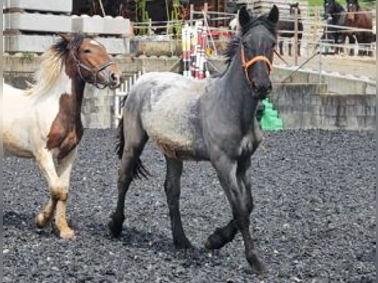 Noriker Stallion 1 year 17 hh in Küßnach