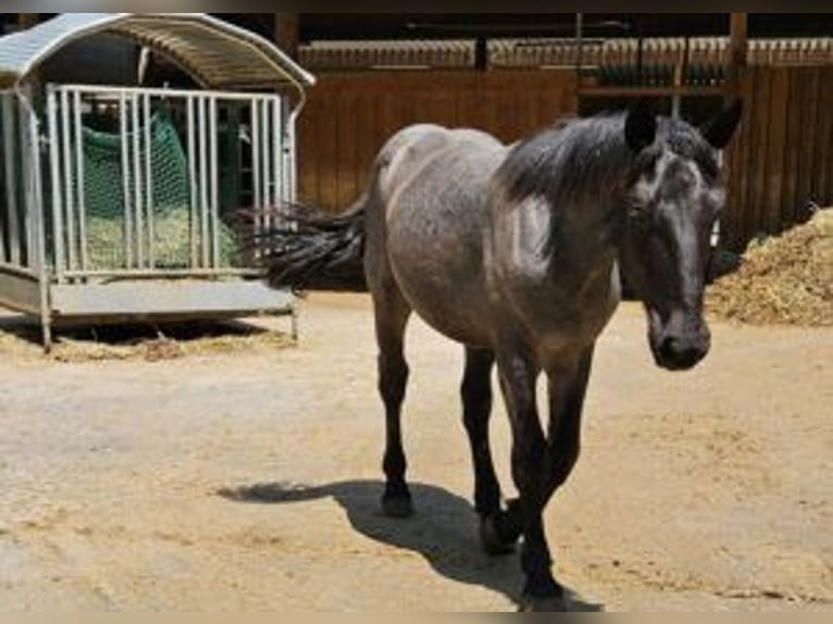 Noriker Stallion 1 year 17 hh in Küßnach