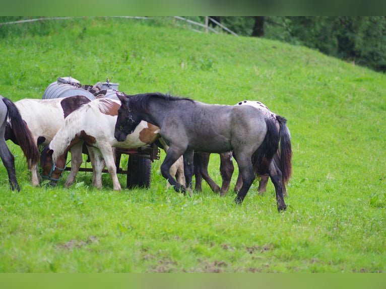 Noriker Stallion 1 year 17 hh in Küßnach