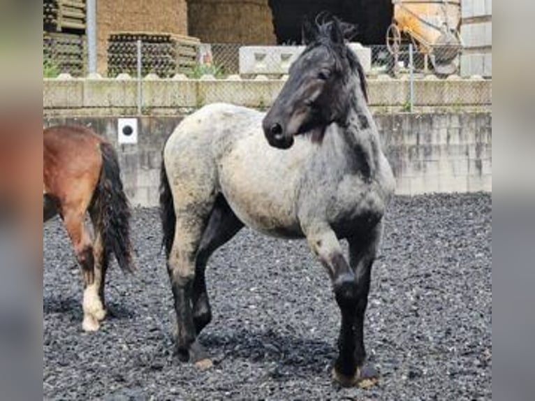 Noriker Stallion 1 year 17 hh in Küßnach