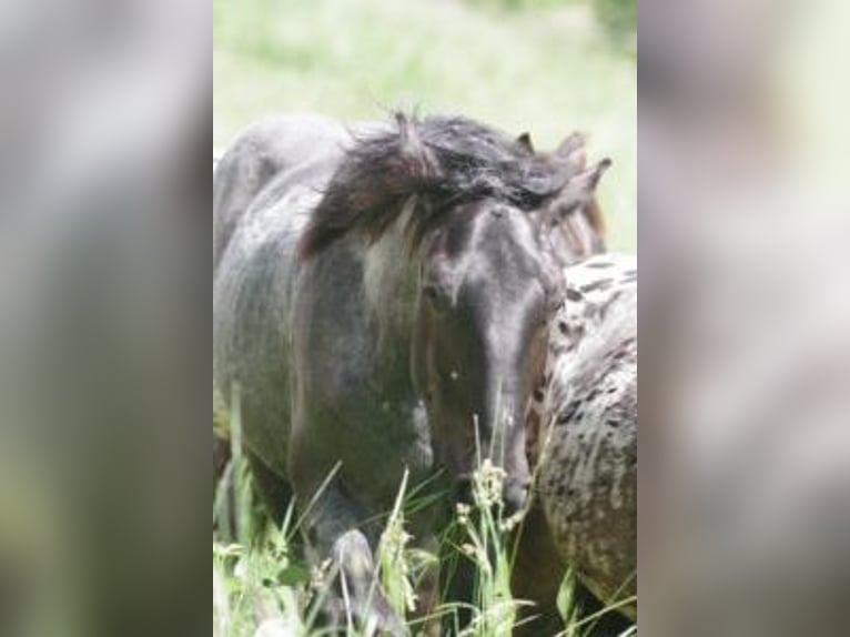 Noriker Stallion 1 year 17 hh in Küßnach