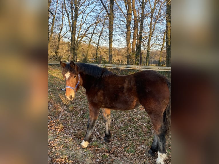 Noriker Stallion 1 year Black in Wegberg