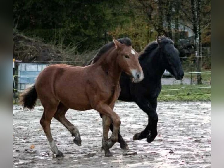 Noriker Stallion 1 year Black in Marktschellenberg