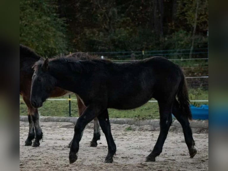 Noriker Stallion 1 year Black in Marktschellenberg