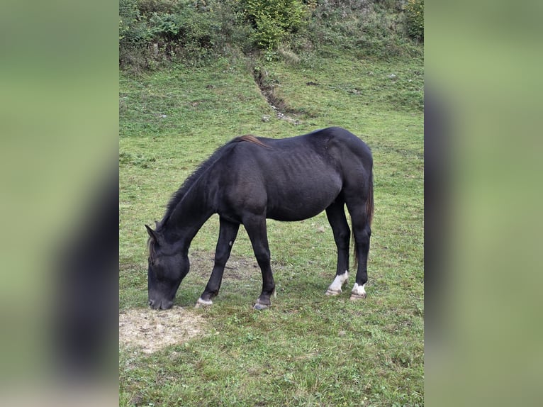 Noriker Stallion 1 year Black in Krakaudorf